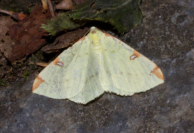 falena da identificare - Opisthograptis luteolata, Geometridae